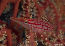 Hawkfish, D200, 60mm Nikkor  by Steffen Binke 
